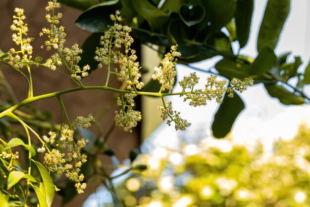 Arbre à fleurs Ambarella