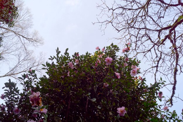 Un arbre avec des fleurs au premier plan et un fond de ciel