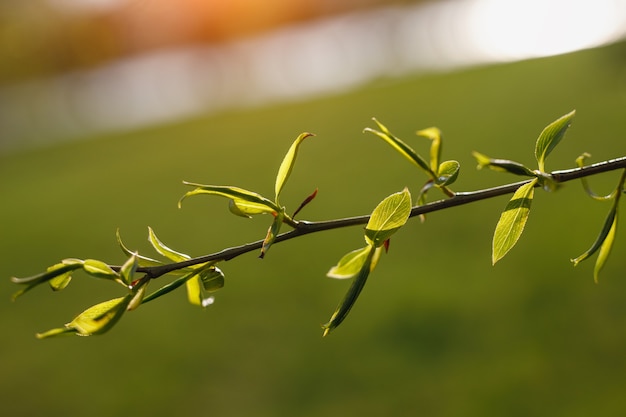 Arbre en fleurs au printemps. Les bourgeons s'ouvrent.