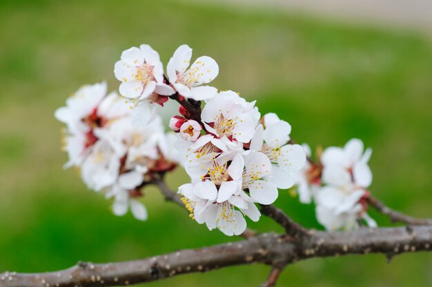 Arbre en fleurs au printemps dans le jardin se bouchent