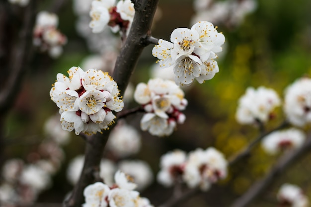 Arbre en fleurs au printemps.