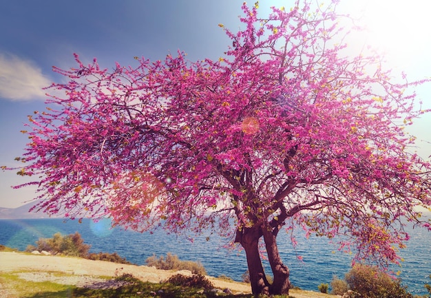 Arbre en fleurs au printemps