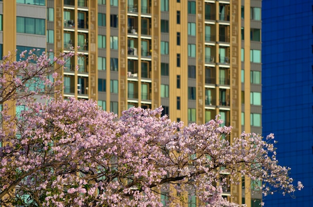 Arbre en fleurs avec bâtiment en arrière-plan