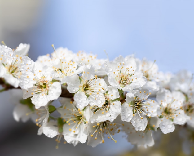 Arbre à fleurs blanches après la pluie