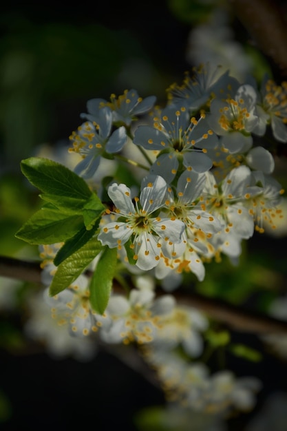 Un arbre à fleurs blanches au printemps.