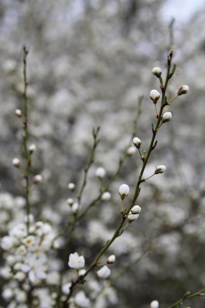Un arbre à fleurs blanches au printemps.