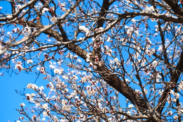 Un arbre avec des fleurs blanches et un ciel bleu en arrière-plan.