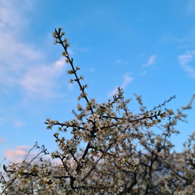 Un arbre avec des fleurs blanches et un ciel bleu en arrière-plan.