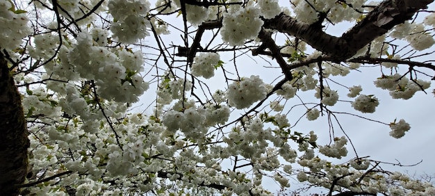 Photo arbre à fleurs blanches contre le ciel bleu