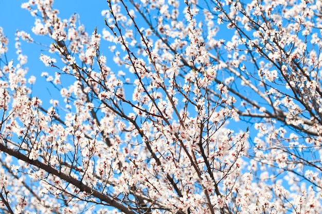 Un arbre avec des fleurs blanches dans le ciel