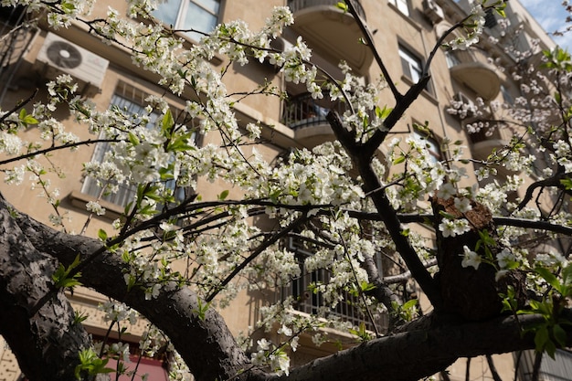 Un arbre à fleurs blanches devant un immeuble