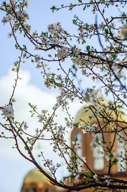 Un arbre à fleurs blanches devant un immeuble