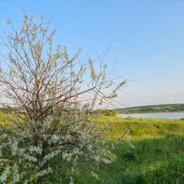 Un arbre à fleurs blanches est au premier plan d'un champ avec un lac en arrière-plan.