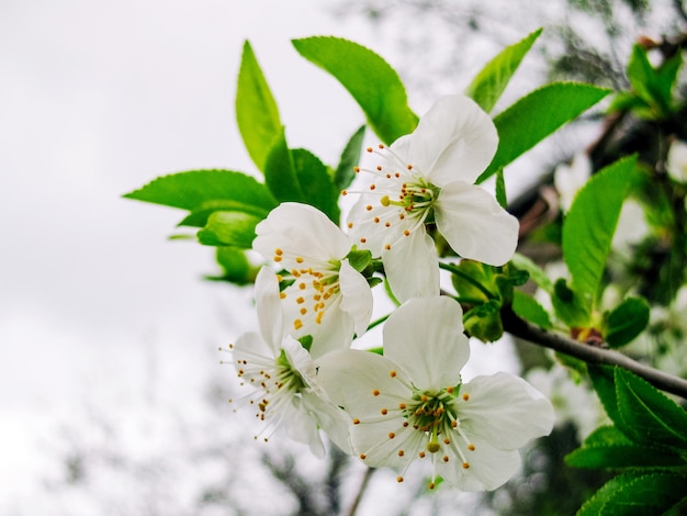 Un arbre avec des fleurs blanches et des feuilles vertes avec le mot pomme dessus.