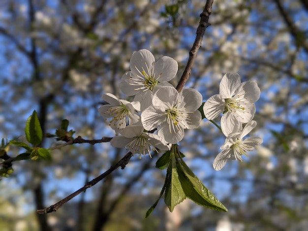 Un arbre avec des fleurs blanches et des feuilles vertes avec le mot "printemps" dessus.