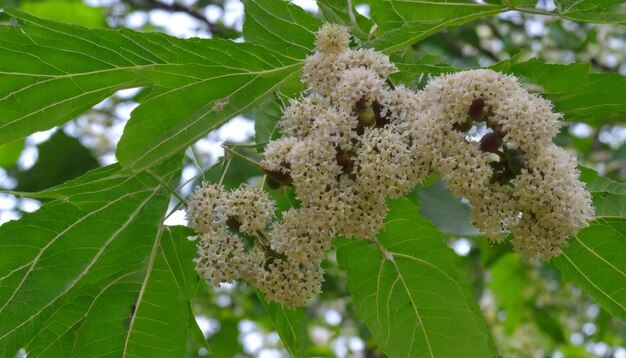 Un arbre avec des fleurs blanches.