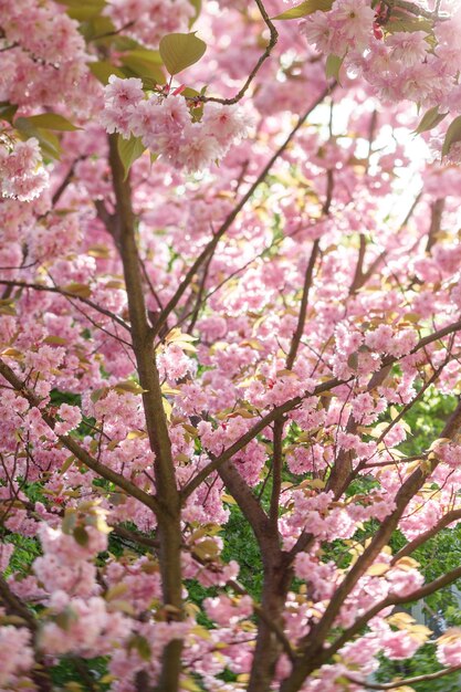 Arbre de fleurs de cerisier dans le parc du printemps