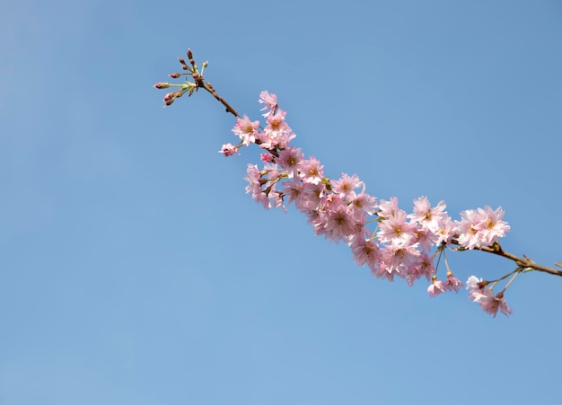 arbre en fleurs contre le ciel bleu printemps parc