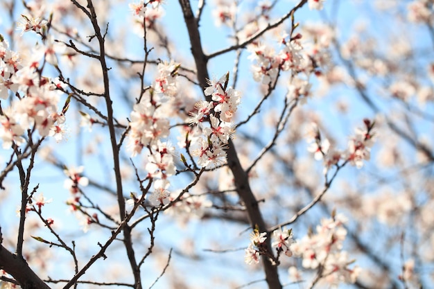 Un arbre avec des fleurs dans le ciel