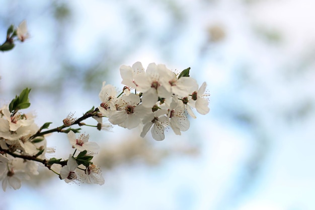 Un arbre avec des fleurs dans le ciel