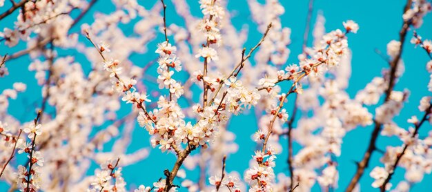 Arbre en fleurs dans le jardin Mise au point sélective