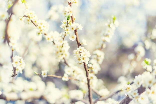 Arbre en fleurs dans le jardin. Mise au point sélective