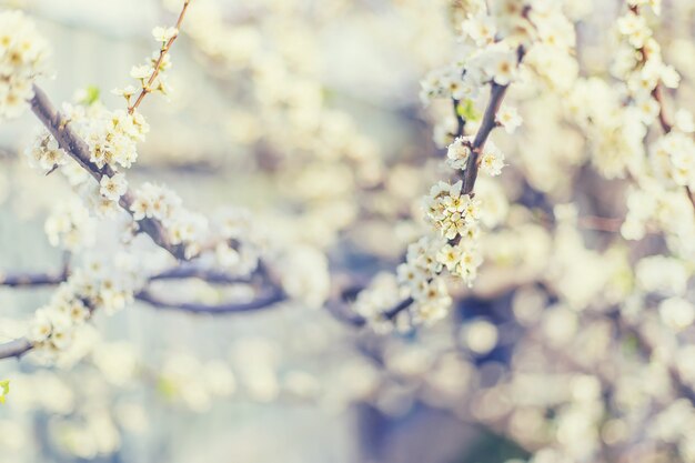 Arbre en fleurs dans le jardin. Mise au point sélective