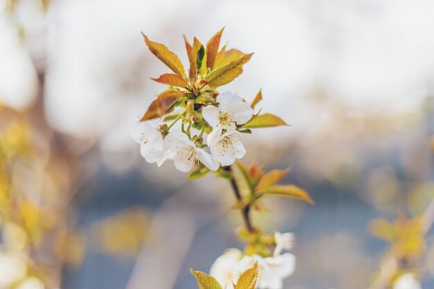 Arbre en fleurs dans le jardin. Mise au point sélective