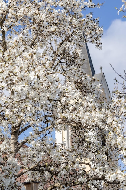 Photo arbre en fleurs dans le parc près du vieux château