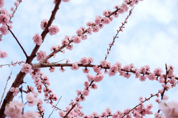 Arbre en fleurs doucement rose de sakura sur fond de ciel bleu au printemps