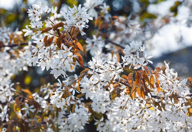 Arbre en fleurs à fleurs blanches au printemps (fond nature).