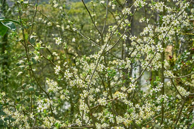 Arbre en fleurs à fleurs blanches