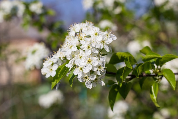 Arbre en fleurs à fleurs blanches