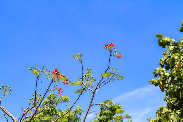 Arbre en fleurs sur un fond de ciel bleu