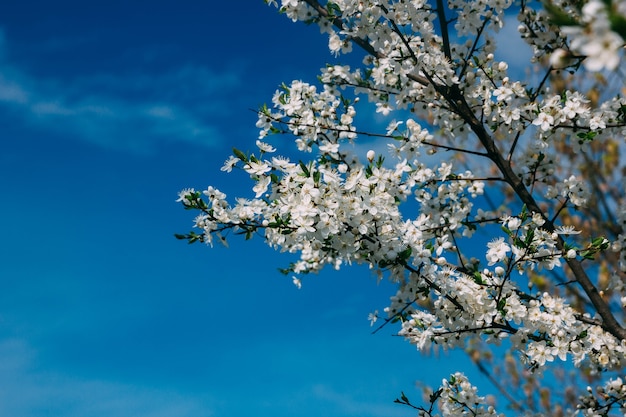 arbre en fleurs sur le fond du ciel au printemps