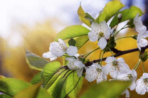 Arbre en fleurs sur fond jaune. Vue latérale des fleurs blanches avec espace de copie.