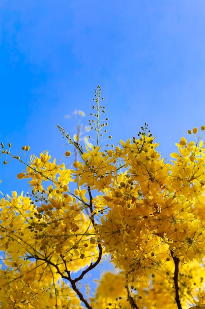 Photo un arbre à fleurs jaunes contre un ciel bleu.