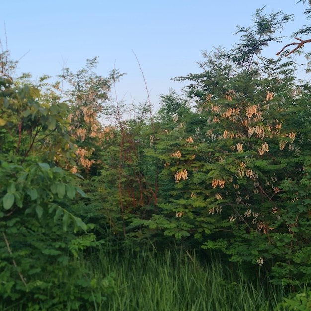 Un arbre avec des fleurs jaunes dessus et un ciel bleu en arrière-plan.