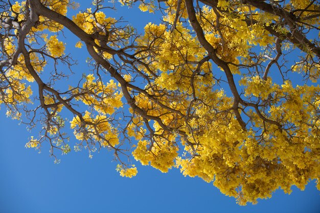 Un arbre à fleurs jaunes sur un fond de ciel bleu, une branche à fleurs de printemps d'un arbre en fleurs