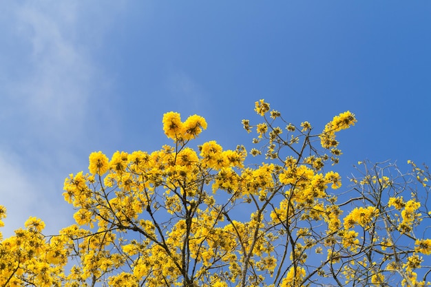 Arbre à fleurs jaunes sous un ciel bleu