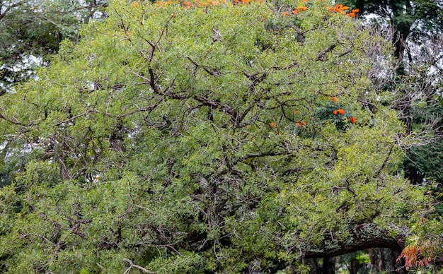 Un arbre avec des fleurs orange dessus