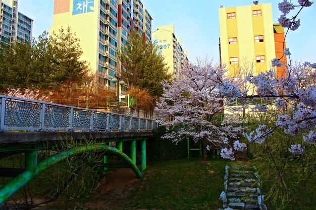 Photo arbre en fleurs et pont dans un parc de la ville