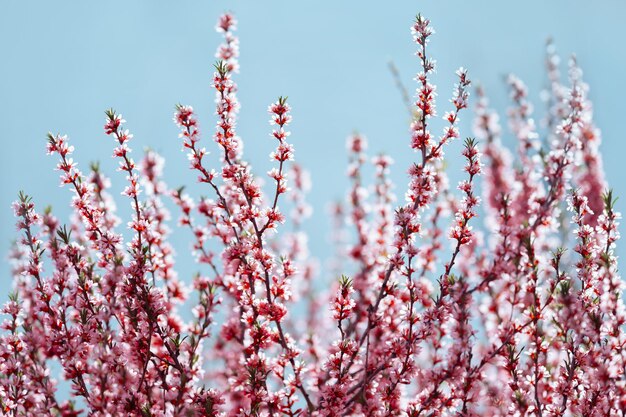 Photo arbre en fleurs de printemps avec des fleurs roses sur un fond de ciel bleu