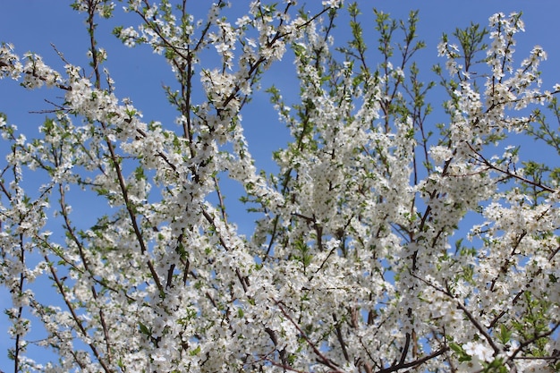 Arbre en fleurs de prunier sur fond de ciel bleu