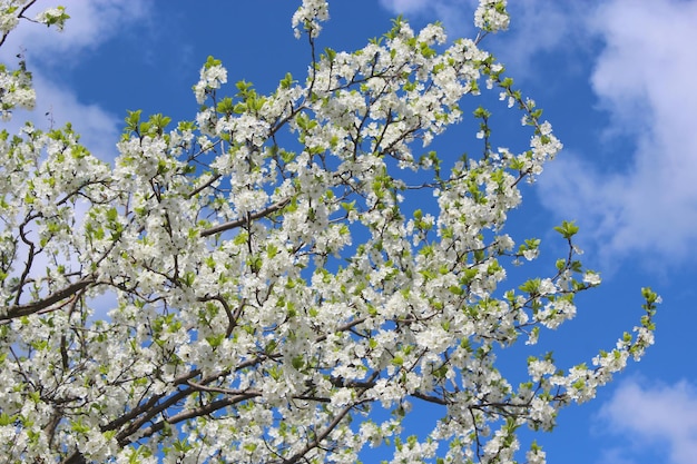 Arbre en fleurs de prunier sur fond de ciel bleu