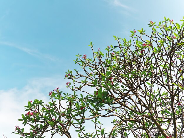 Arbre à fleurs rose contre le ciel bleu