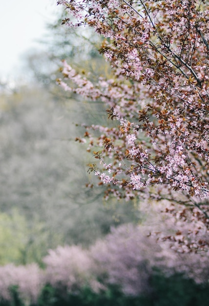 Un arbre avec des fleurs roses en arrière-plan