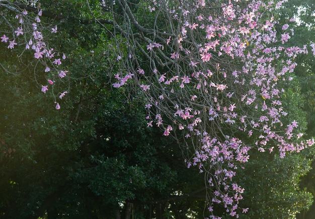 Un arbre avec des fleurs roses au premier plan avec un fond vert
