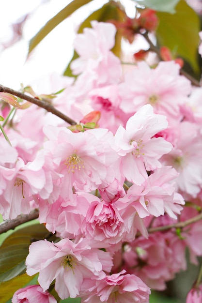 Un arbre à fleurs roses au printemps cerisier sakura