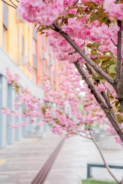 un arbre avec des fleurs roses et un bâtiment en arrière-plan